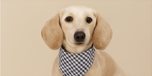 Chien avec foulard la Truffe dorée