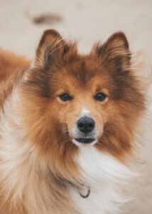 dog, puppy, canine, pet, animal, cute, face, nose, fur, portrait, nature, dog, dog, dog, dog, dog