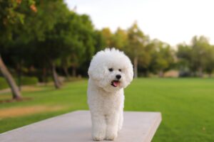 Cute Bichon Frise dog enjoying a sunny day in the park.