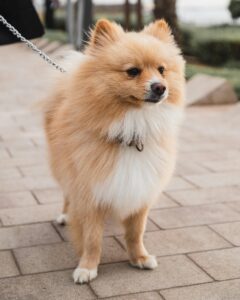 A cute Pomeranian dog standing on a paved walkway, secured by a leash. Perfect pet photo.