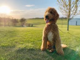 golden poodle