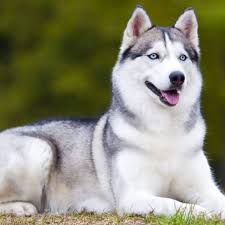 husky