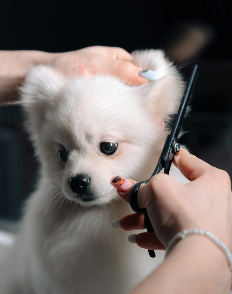 pexels artem korsakov 132129914 122834722