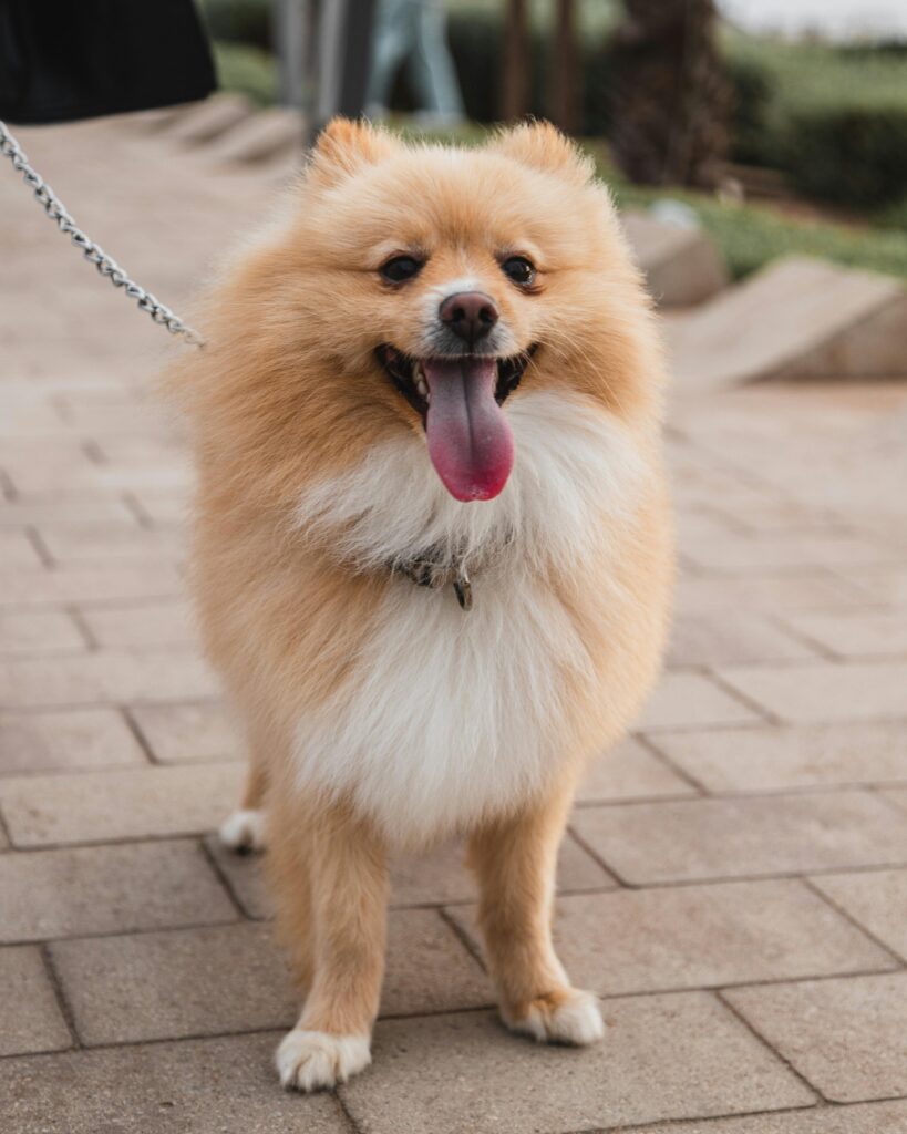 pexels deo master 706153629 18218159