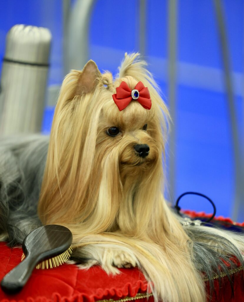 pexels dmitry ovsyannikov 271243380 23427660