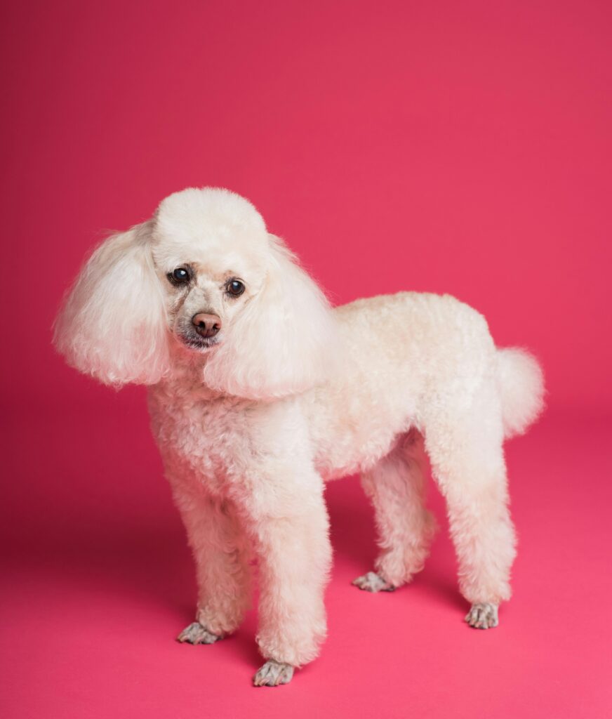 pexels goochie poochie 3299899