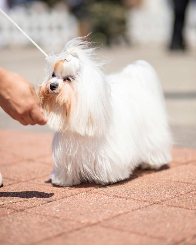 pexels mladenscekic 23542087